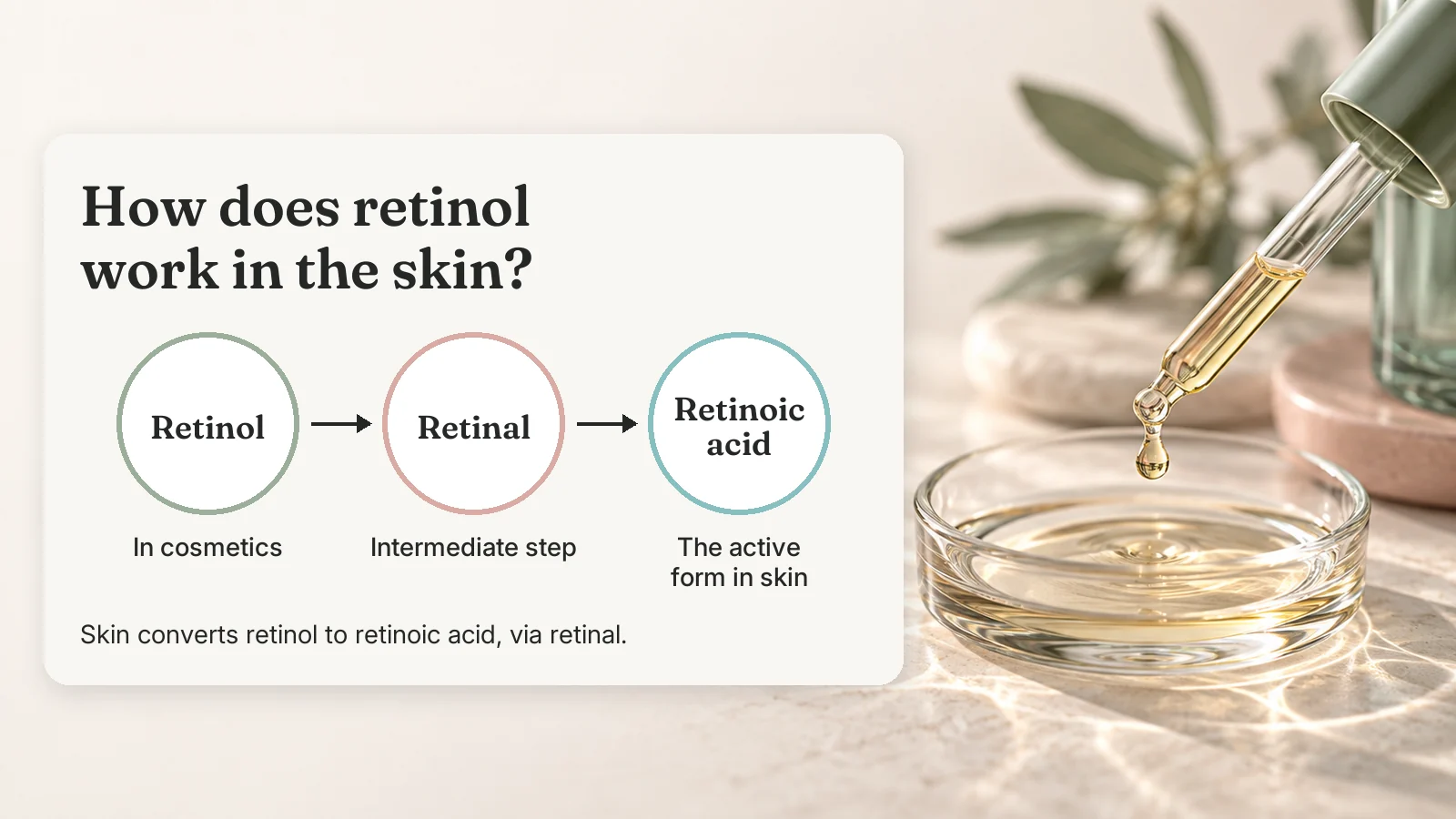 Diagram: retinol is converted in the skin to retinoic acid, the active form, via retinal