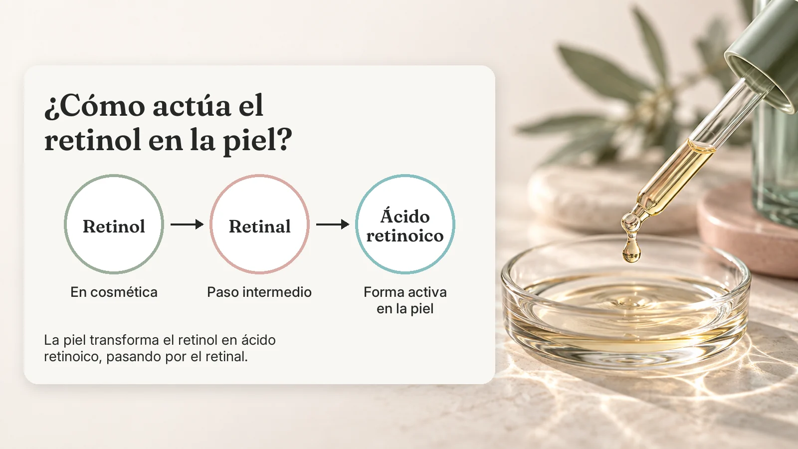 Esquema: el retinol se transforma en la piel en ácido retinoico, la forma activa, pasando por el retinal