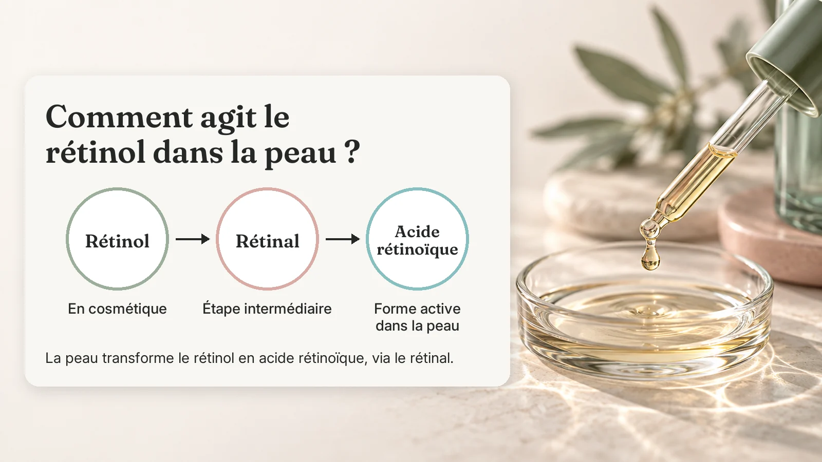 Schéma : le rétinol est transformé dans la peau en acide rétinoïque, la forme active, via le rétinal