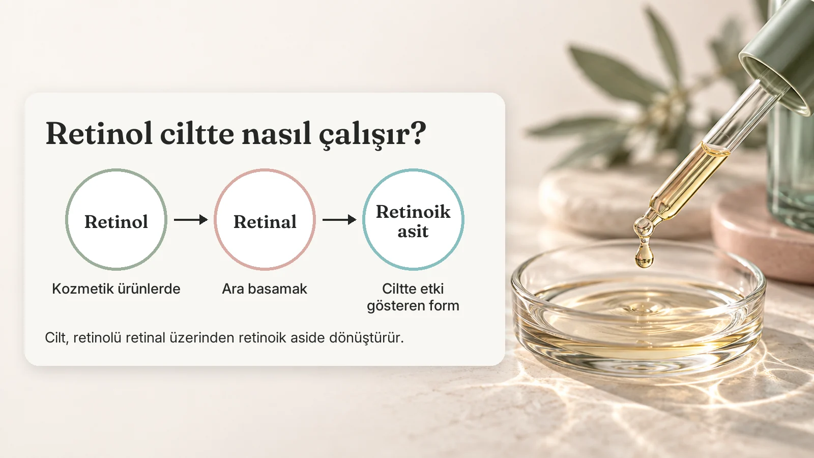 Şema: retinol, ciltte retinal ara basamağı üzerinden etkin form olan retinoik aside dönüşür